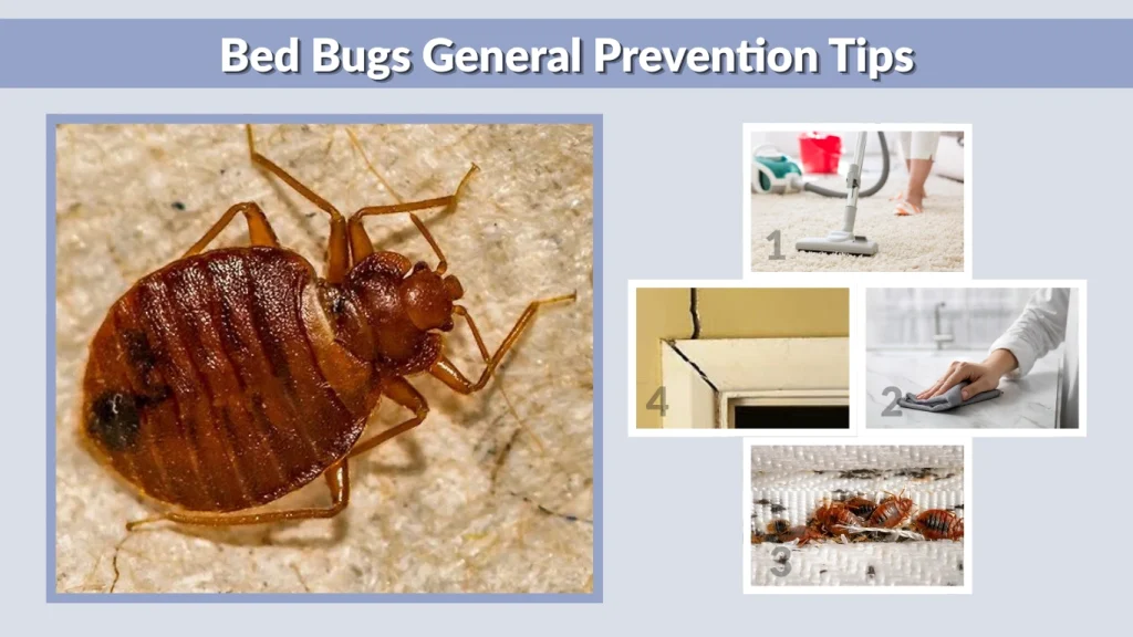 Bed Bugs General Prevention Tips