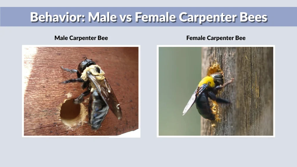 Behavior Male vs Female Carpenter Bees