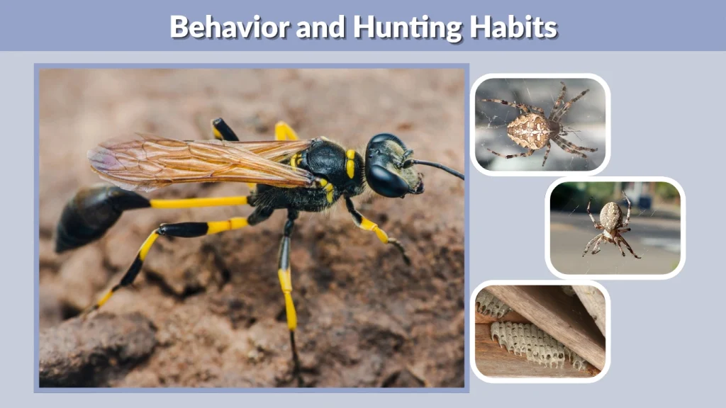 Behavior and Hunting Habits