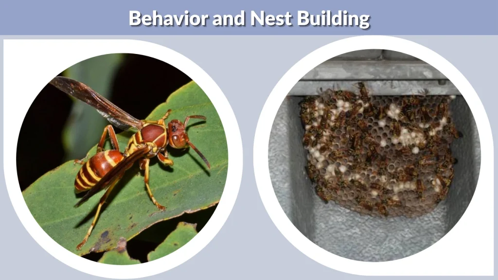 Behavior and Nest Building