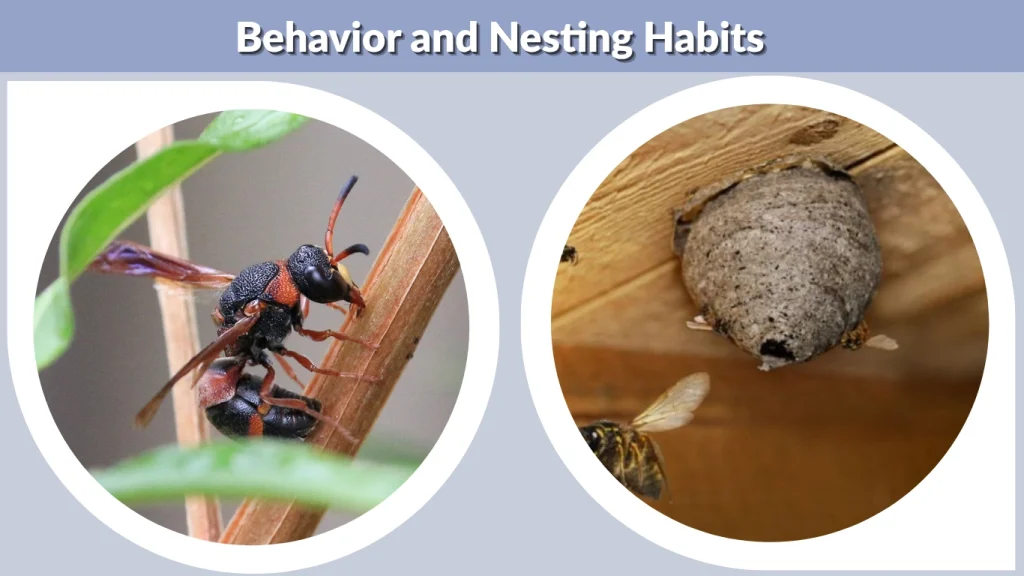 Behavior and Nesting Habits