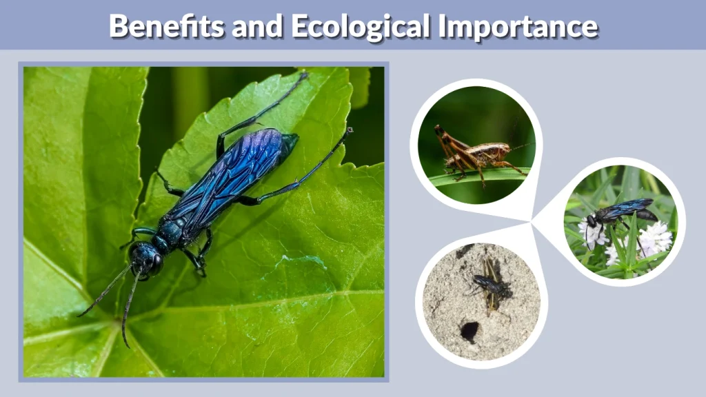 Benefits and Ecological Importance