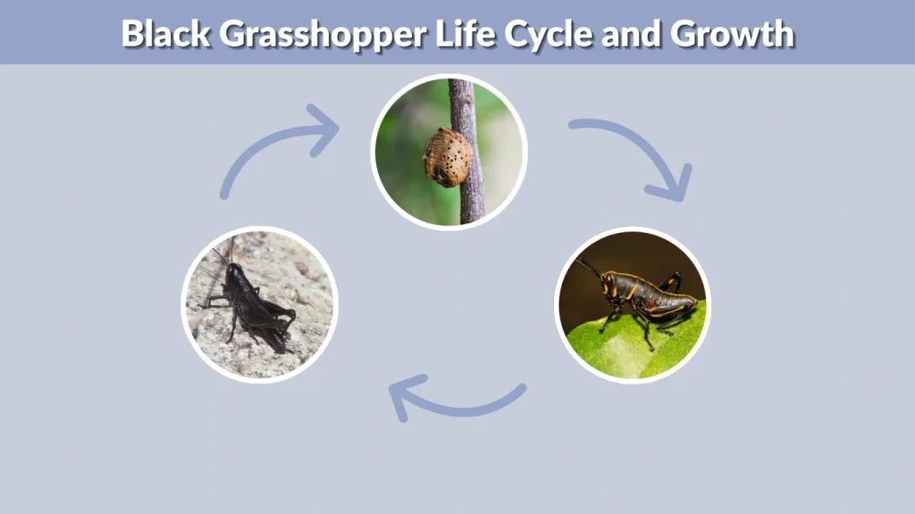 Black Grasshopper Life Cycle and Growth
