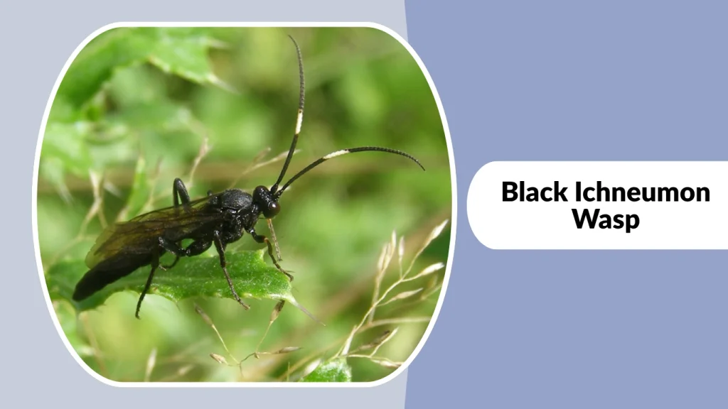Black Ichneumon Wasp
