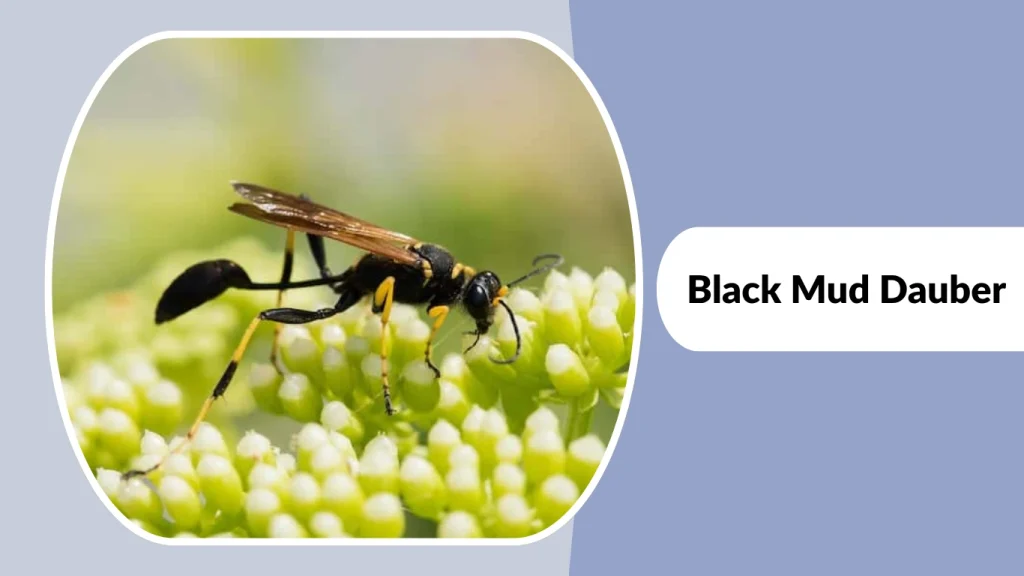 Black Mud Dauber