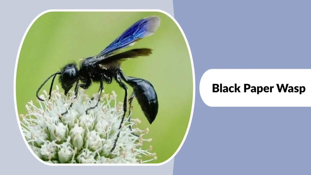 Black Paper Wasp