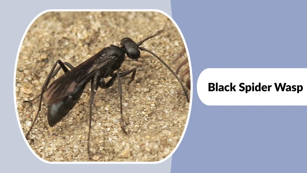 Black Spider Wasp