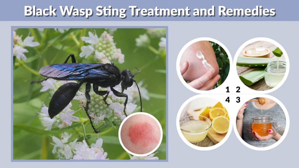 Black Wasp Sting Treatment and Remedies