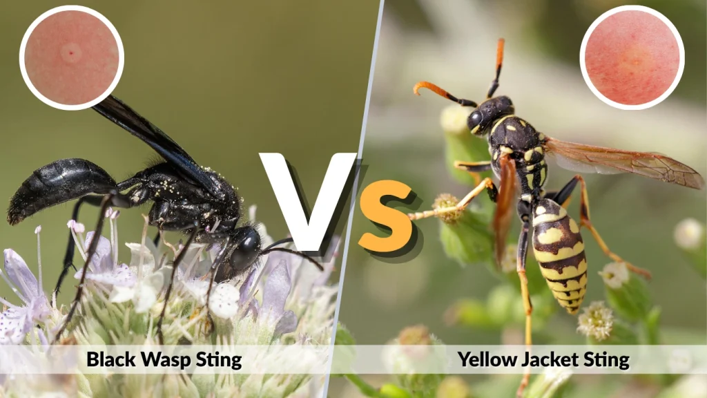 Black Wasp Sting vs. Yellow Jacket Sting