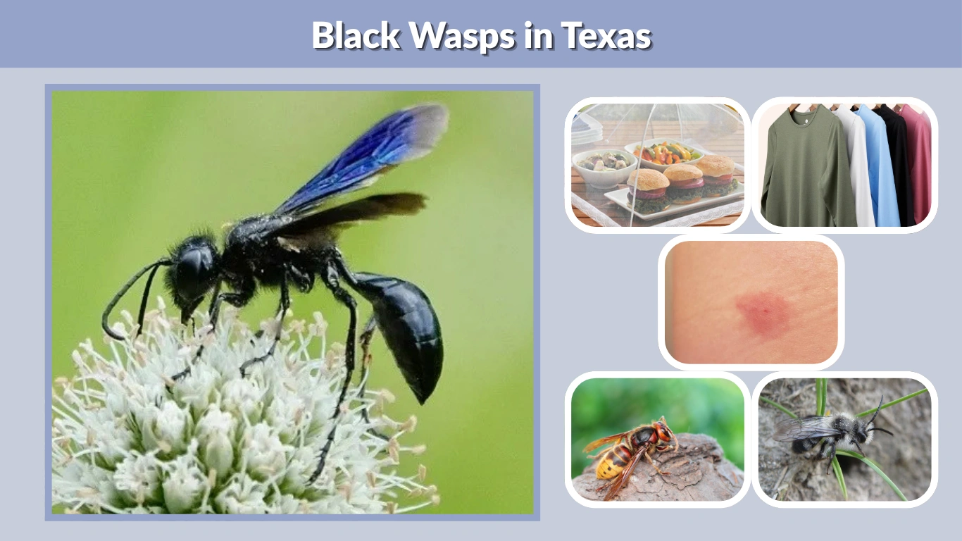 Black Wasps in Texas Identification, Types, and Safety Guide