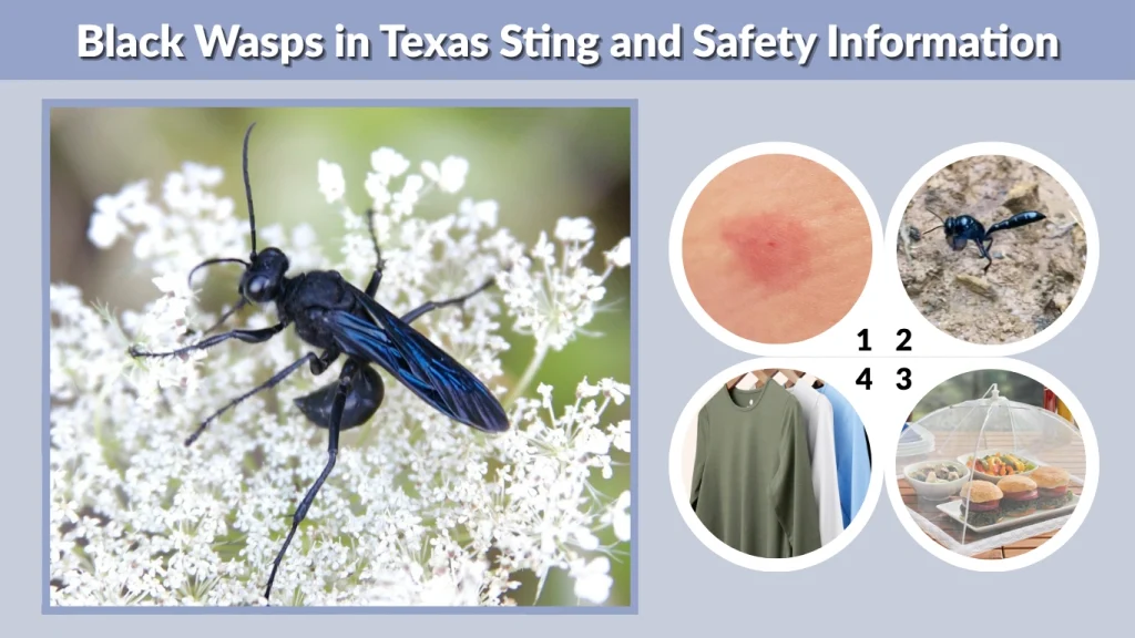 Black Wasps in Texas Sting and Safety Information