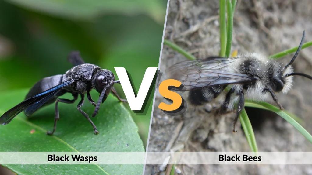 Black Wasps vs. Black Bees