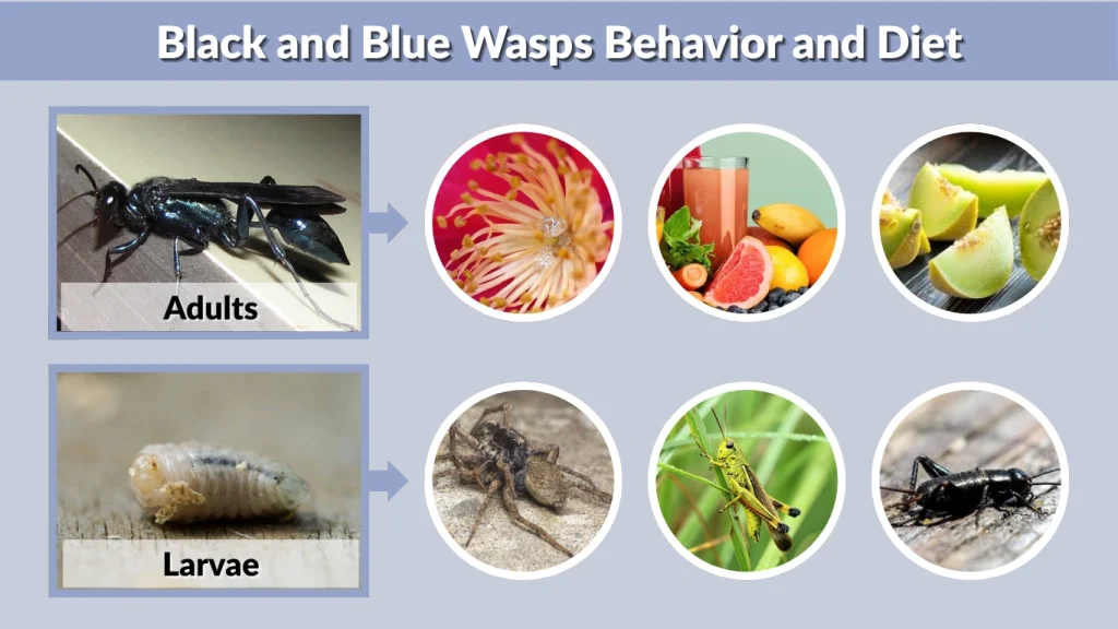 Black and Blue Wasps Behavior and Diet