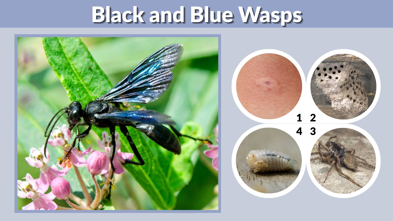 Black and Blue Wasps Identification, Types, and Sting Information