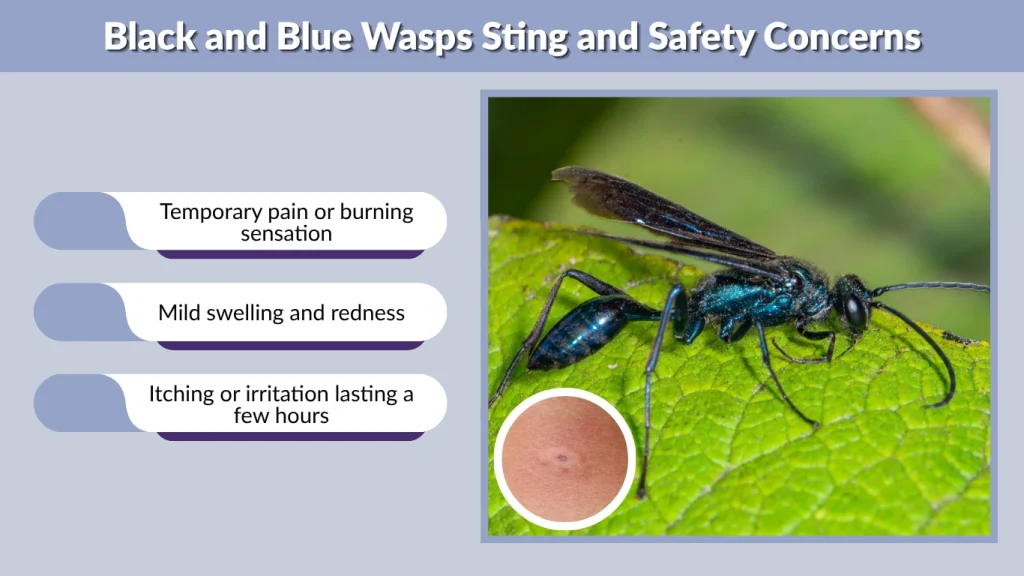 Black and Blue Wasps Sting and Safety Concerns