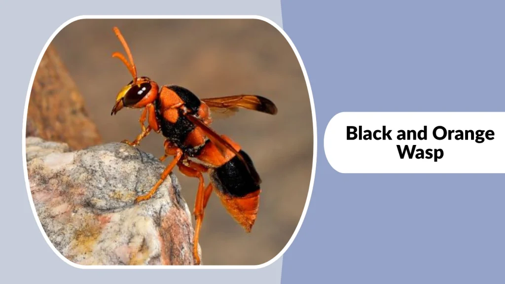Black and Orange Wasp