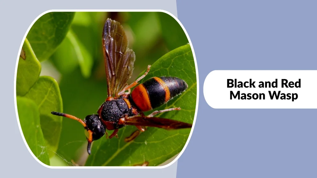 Black and Red Mason Wasp