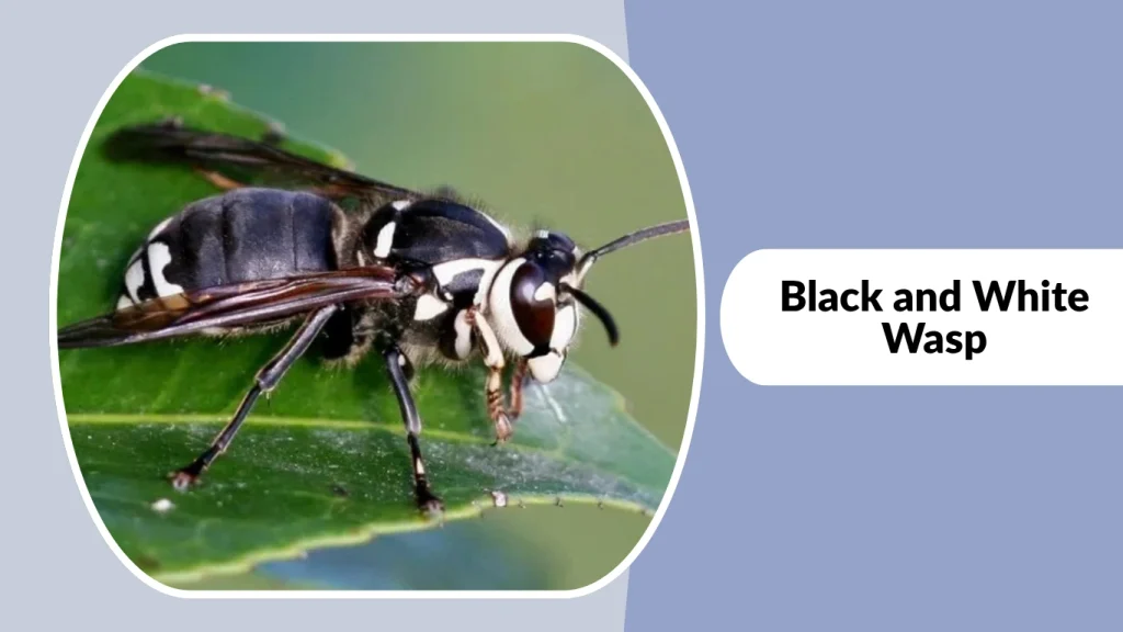 Black and White Wasp
