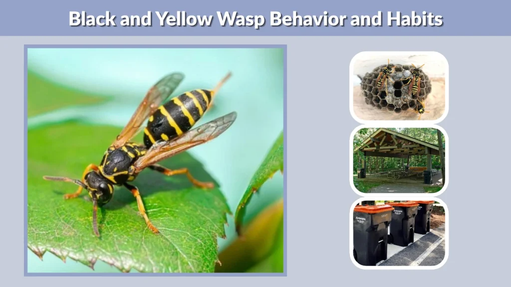 Black and Yellow Wasp Behavior and Habits