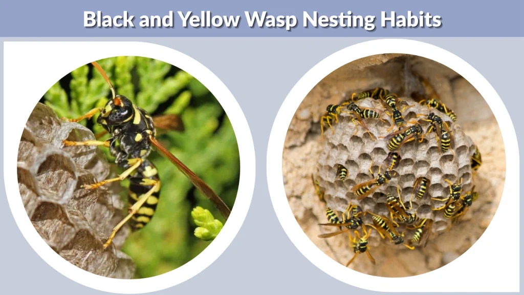Black and Yellow Wasp Nesting Habits