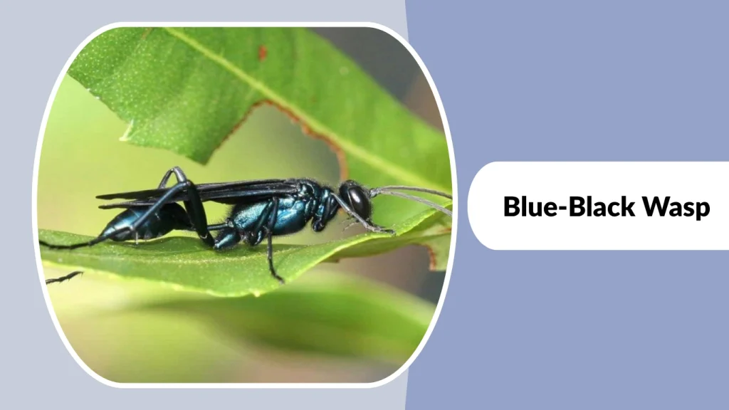 Blue-Black Wasp