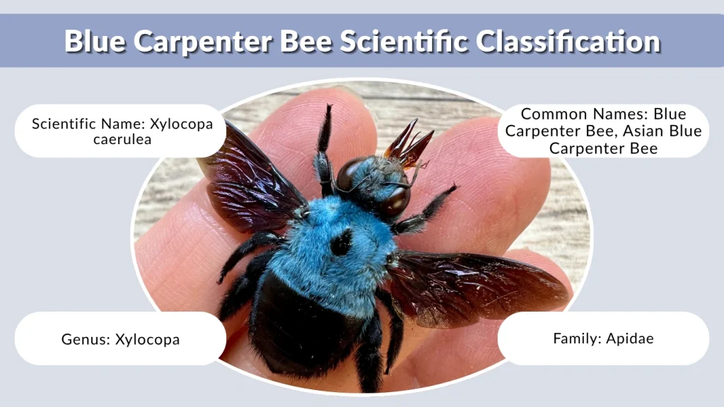 Blue Carpenter Bee Scientific Classification