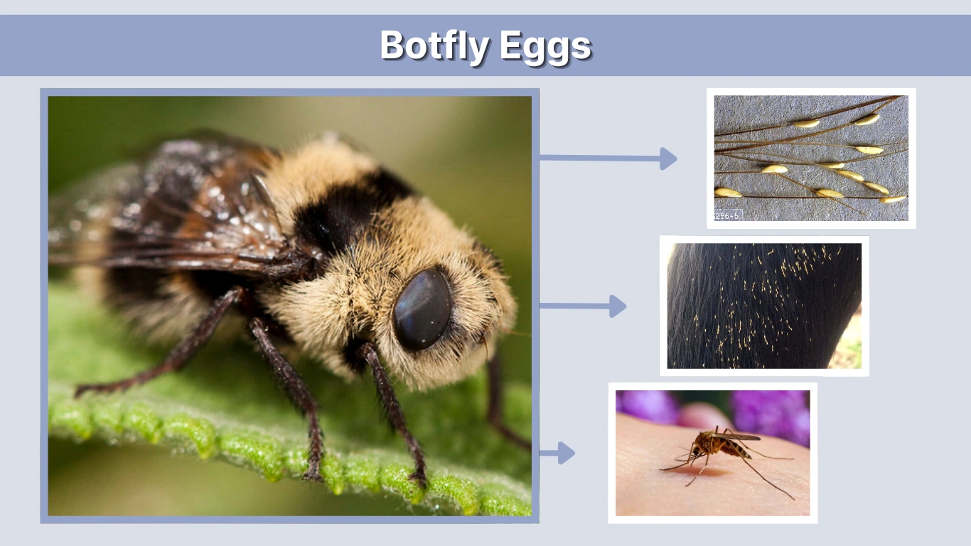 Botfly Eggs How They Form, Spread, and Affect Humans