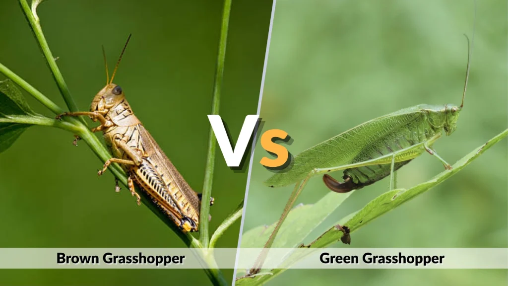 Brown Grasshopper vs Green Grasshopper