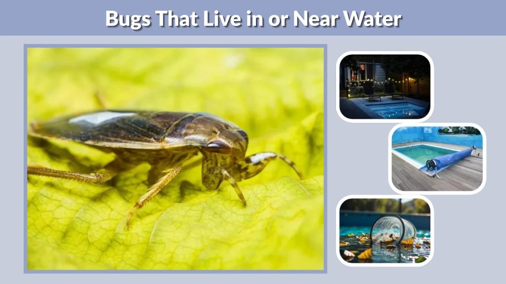 Bugs That Live in or Near Water