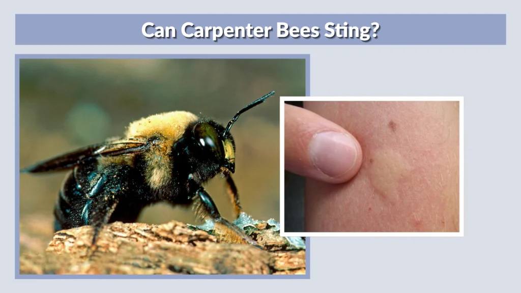 Can Carpenter Bees Sting
