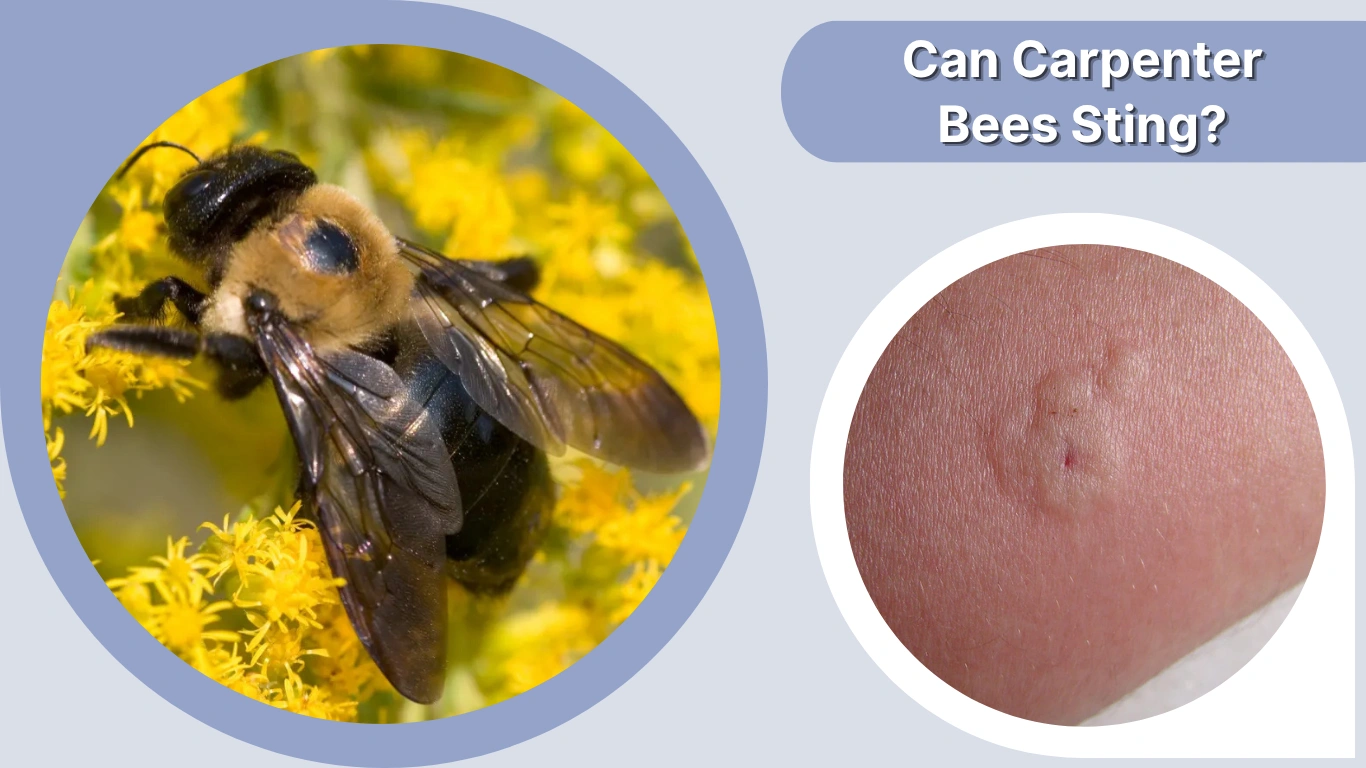 Can Carpenter Bees Sting? Everything You Should Know