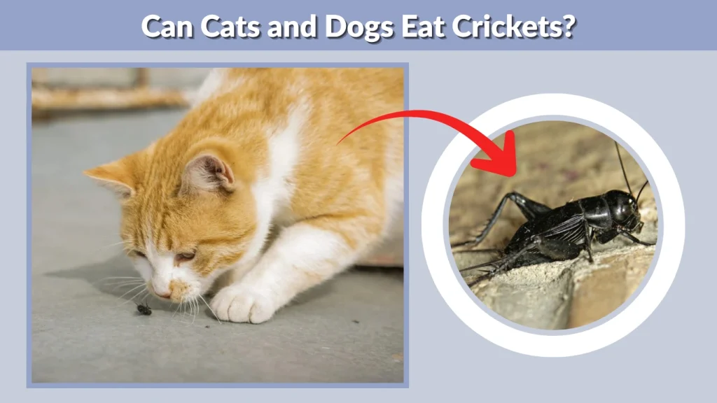 Can Cats and Dogs Eat Crickets