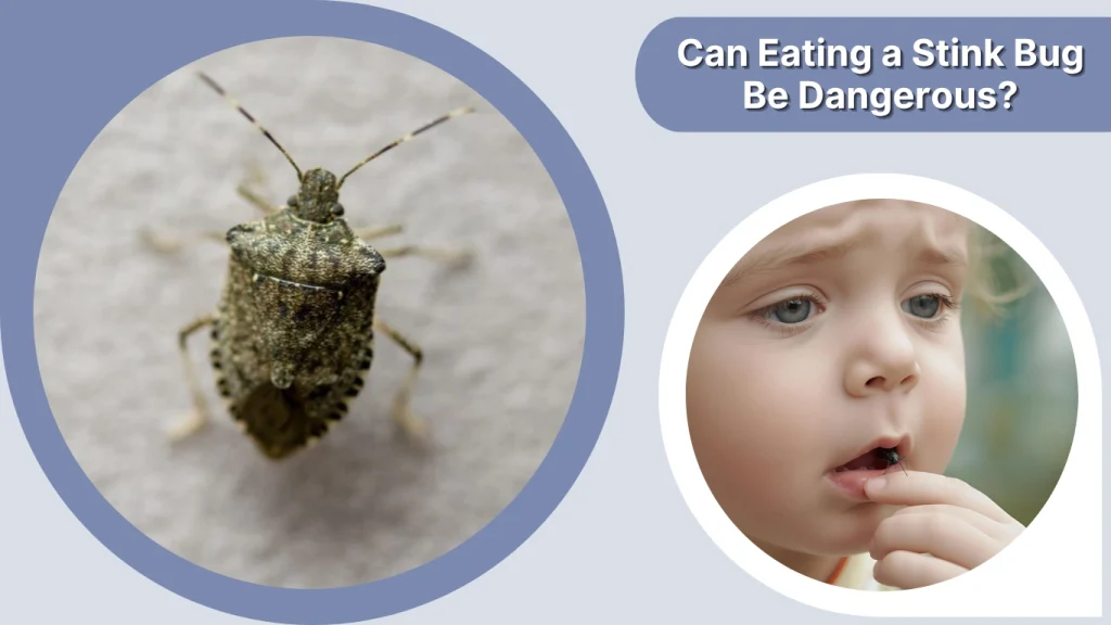 Can Eating a Stink Bug Be Dangerous