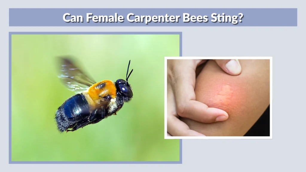 Can Female Carpenter Bees Sting