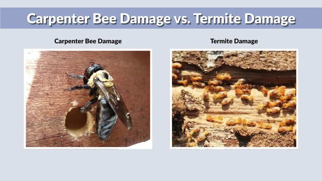 Carpenter Bee Damage vs. Termite Damage