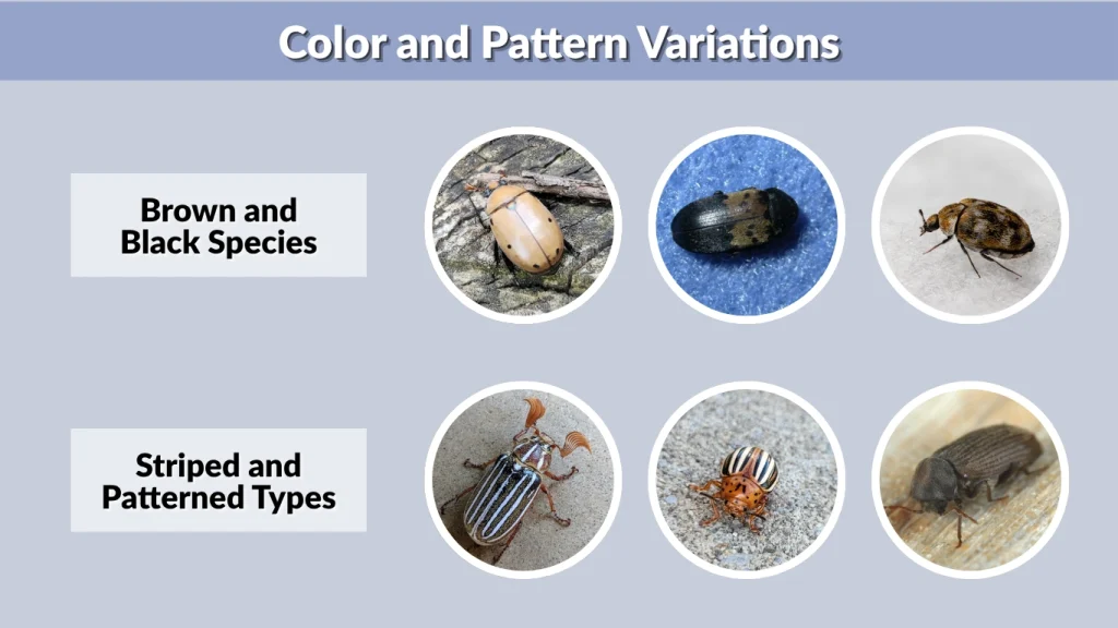 Color and Pattern Variations