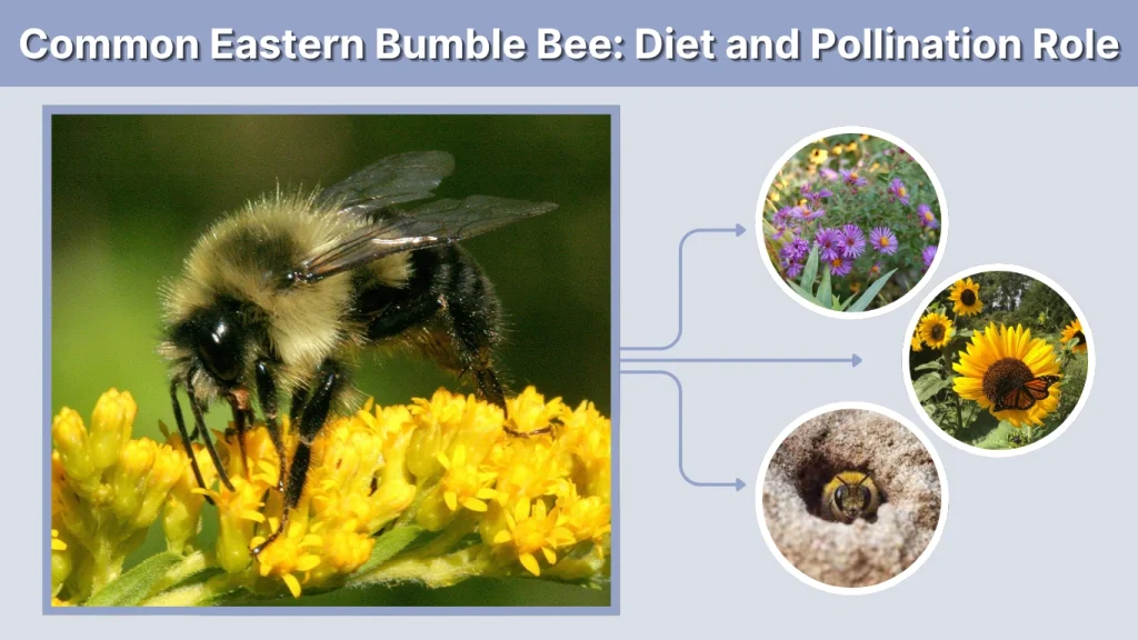 Common Eastern Bumble Bee Diet and Pollination Role