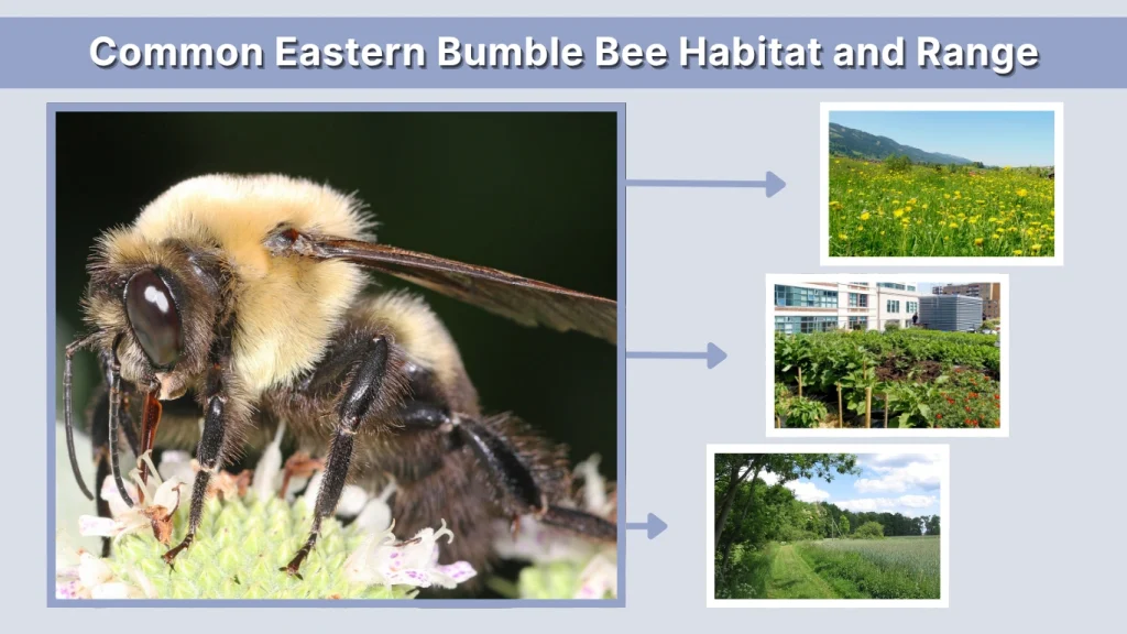 Common Eastern Bumble Bee Habitat and Range