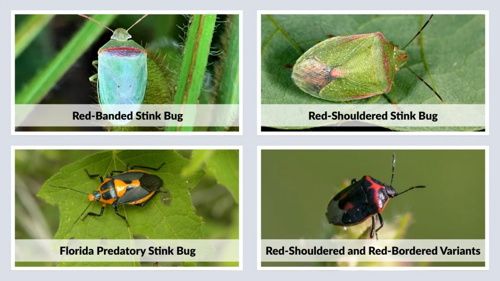 Common Red and Black Stink Bug Species
