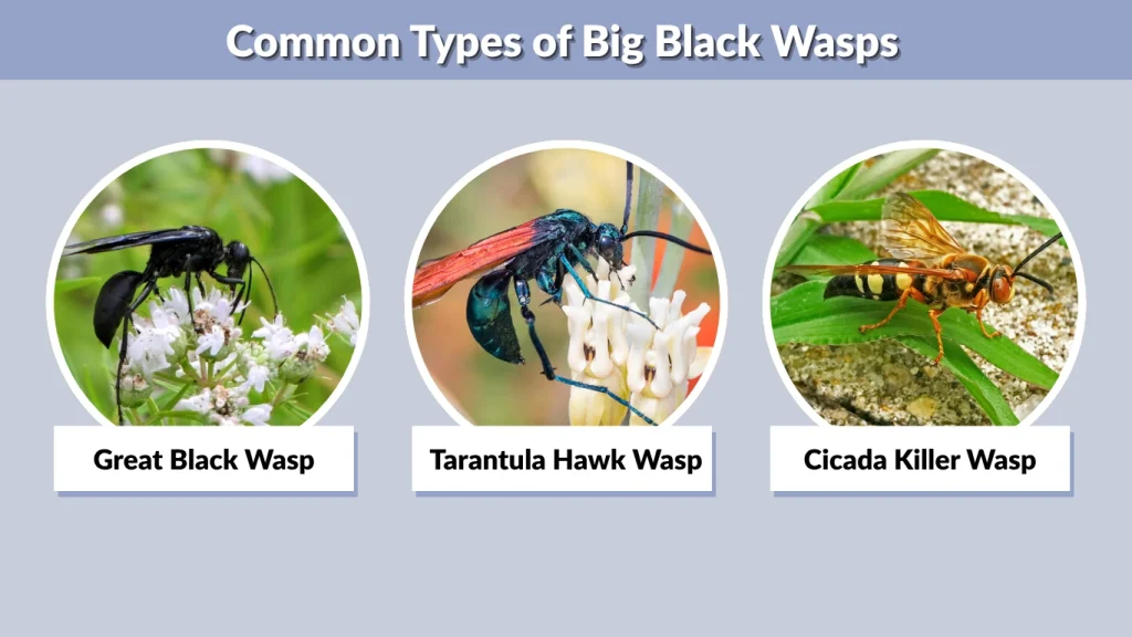 Common Types of Big Black Wasps