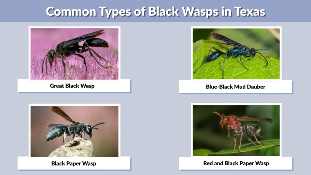 Common Types of Black Wasps in Texas