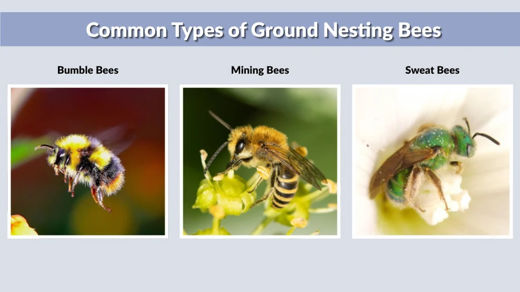 Common Types of Ground Nesting Bees