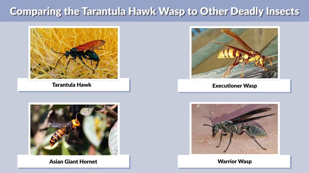 Comparing the Tarantula Hawk Wasp to Other Deadly Insects