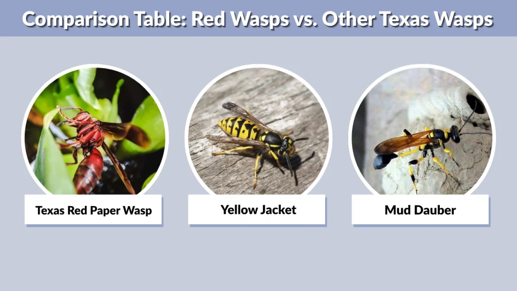 Comparison Table Red Wasps vs. Other Texas Wasps