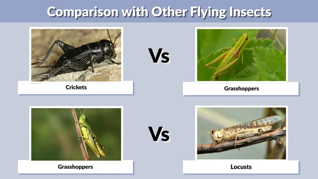 Comparison with Other Flying Insects