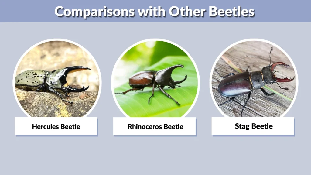 Comparisons with Other Beetles