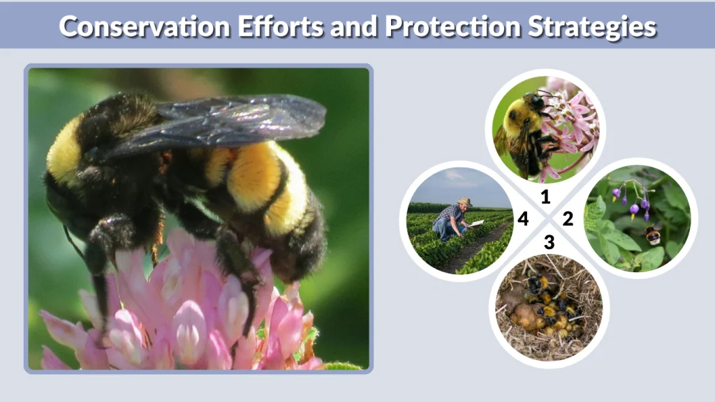 Conservation Efforts and Protection Strategies