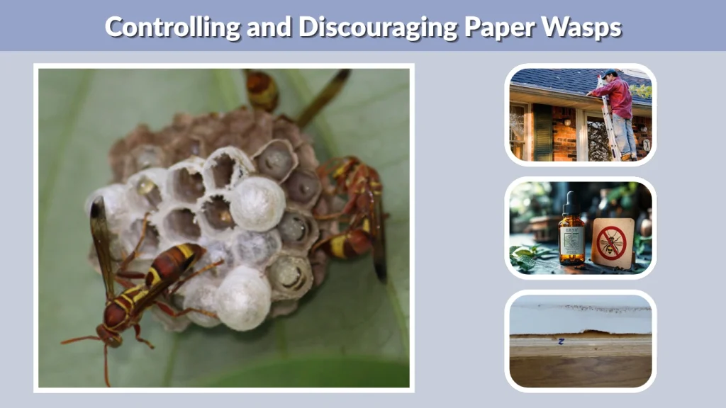 Controlling and Discouraging Paper Wasps