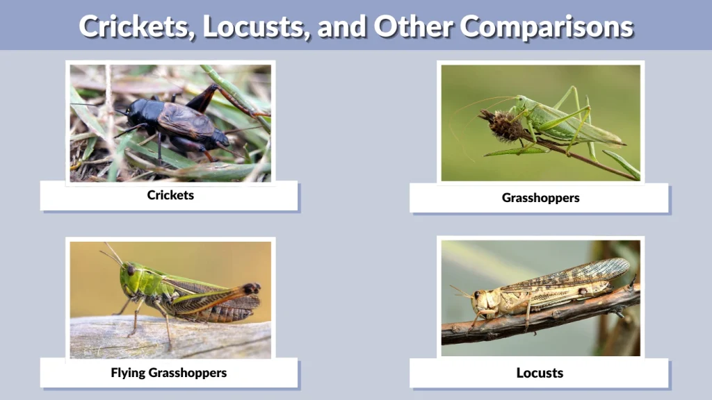 Crickets, Locusts, and Other Comparisons