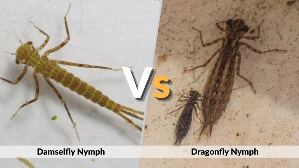 Damselfly Nymph vs. Dragonfly Nymph